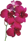 Transparent Red Orchid PNG Clipart | Gallery Yopriceville - High