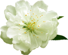 Transparent White Flower PNG Clipart