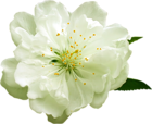 Transparent White Flower PNG Clipart | Gallery Yopriceville - High