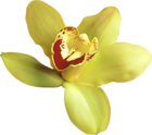 Transparent Yellow Orchid Clipart
