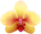 Transparent Yellow Orchid PNG Clip Art Image