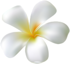 Tropic White Flower PNG Clipart