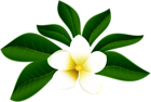Tropical Exotic Flower PNG Clip Art Image