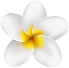 Tropical Flower Clip Art PNG Image