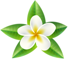 Tropical Flower PNG Clip Art Image