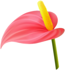 Tropical Flower Red PNG Clipart