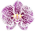 Tropical Orchid Transparent PNG Clip Art Image