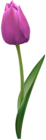 Tulip Flower PNG Transparent Image
