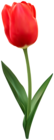 Tulip Flower Red PNG Image