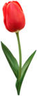 Tulip Flower Red Transparent Image