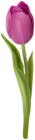 Tulip Flower Transparent Image