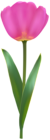 Tulip Pink PNG Transparent Clipart