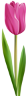 Tulip Pink Transparent Clip Art Image