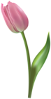 Tulip Transparent Image