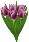 Tulips Bouquet Transparent PNG Clip Art Image