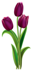 Tulips Transparent PNG Clipart Picture