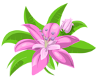 Two Pink Flowers PNG Image | Gallery Yopriceville - High-Quality Images