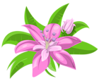 Two Pink Flowers PNG Image
