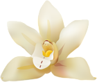 Vanila Flower PNG Clip Art Image