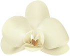 Vanilla Flower PNG Clip Art Image