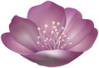 Violet Beautiful Flower PNG Transparent Clipart