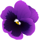 Violet Flower Transparent PNG Clip Art Image