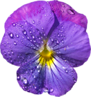 Violet Flower with Dew PNG Clipart