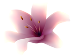 Violet Lily Flower PNG Transparent Clipart