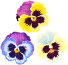 Violets PNG Clip Art