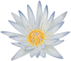 Water Lily Clipart Image