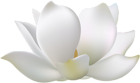 Water Lily Flower PNG Clipart