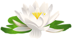 Water Lily Flower PNG Transparent Clipart