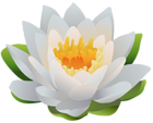 Water Lily PNG Clip Art Image