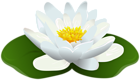 Water Lily Transparent Image
