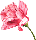 Watercolor Flower PNG Clip Art Image