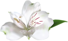 White Alstroemeria PNG Clip Art Image