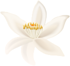 White Art Flower PNG Clipart