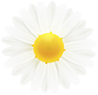 White Daisy Flower Clipart Image