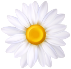 White Daisy Flower PNG Clipart