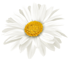 White Daisy Flower PNG Clipart