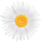White Daisy Flower PNG Clipart Image