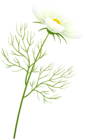 White Daisy Flower PNG Transparent Clipart