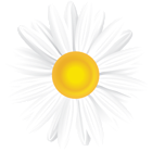 White Daisy PNG Clip Art Image