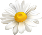 White Daisy PNG Clipart