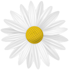 White Daisy PNG Transparent Clipart