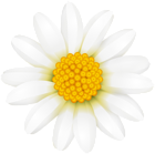 White Daisy Transparent PNG Clip Art Image