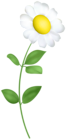 White Daisy with Stem PNG Transparent Clipart