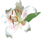 White Deco Lily Flower PNG Clip Art Image
