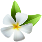 White Exotic Flower PNG Clip Art Image