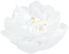 White Flower Beautiful PNG Clipart
